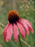 Echinacea s0069-v2